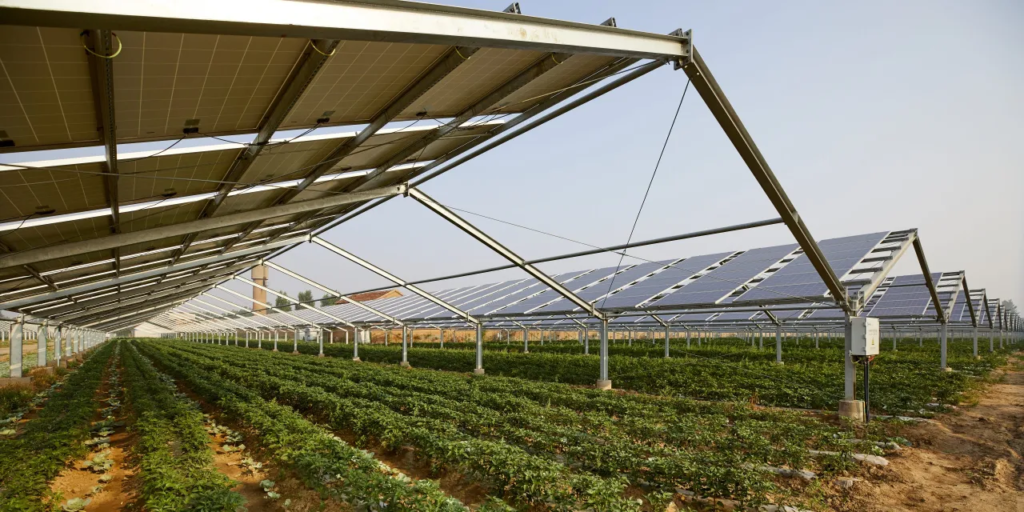 Elevated Solar Structure in Agrivoltaics